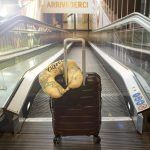 iTotal Almohada de Viaje Memory Foam Maps